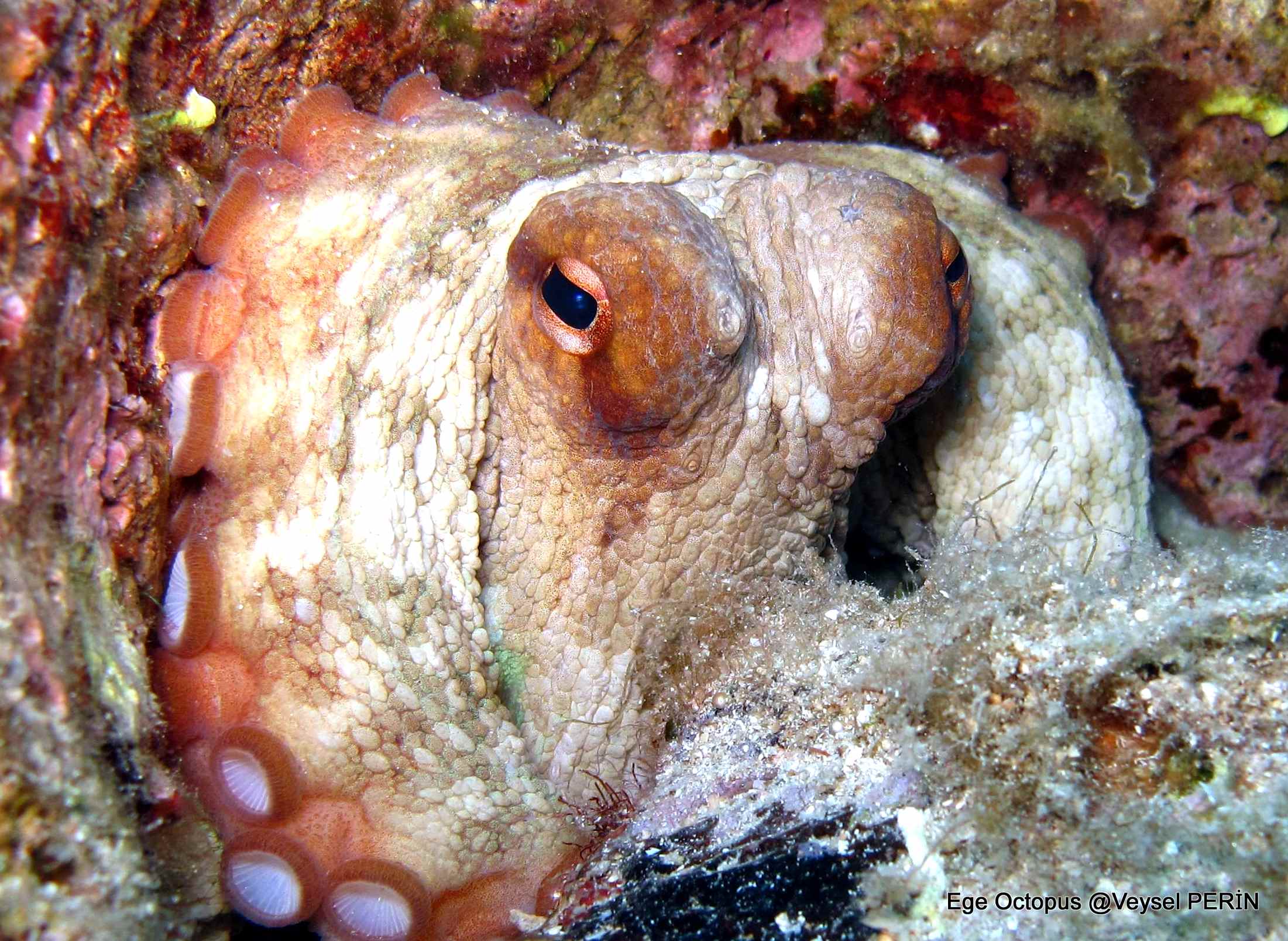 EGE OCTOPUS İZMİR DALIŞ MERKEZİ