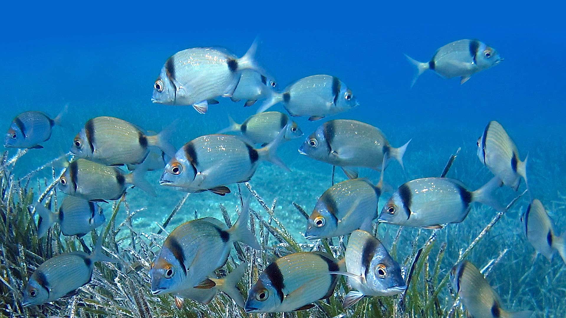 EGE OCTOPUS İZMİR DALIŞ MERKEZİ